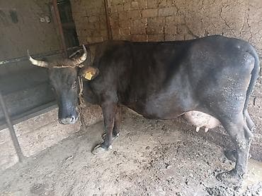 швец карова: Продаю | Корова (самка) | Швицкая | Для молока | Привязанные — 6