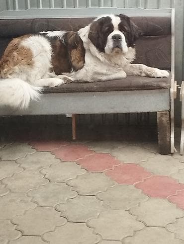 стрижка животных на дому: Сенбернар, 3 месяца, Самец — 1