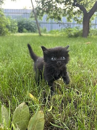 где можно купить енота: Котята, пушистые комочки счастья! Исключительно в добрые руки!!! — 5