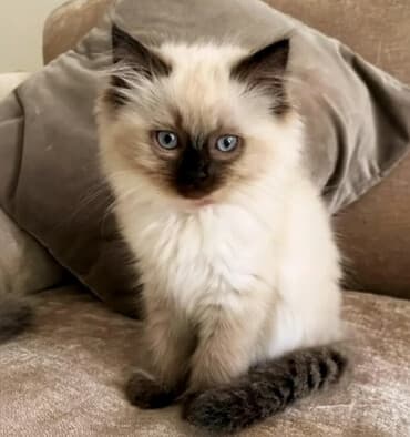 кошка рэгдолл цена: Рэгдолл, 2 месяца, Девочка, Шоколадный, Приучена к лотку — 1