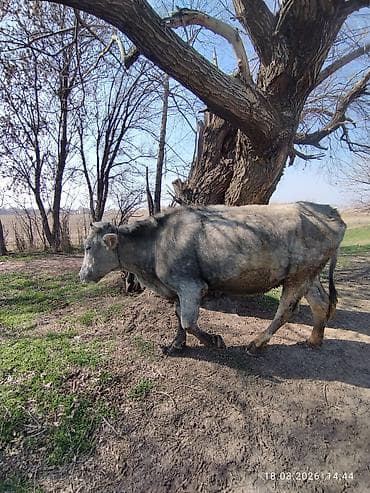 белые даканы: Продаю | Корова (самка) | На откорм, Для разведения | Привязанные — 4