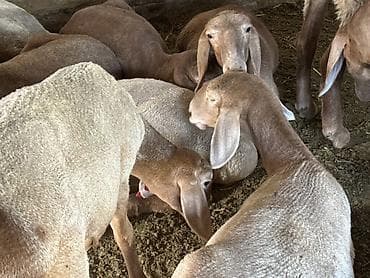 бишкек ит: Сатам | Ургаачы кой (ургаачы), Козу, Кочкор (эркек) | Арашан | Көбөйтүү үчүн | Асыл тукумдуу, Жасалма жол менен боозутуу, Козулаган — 4