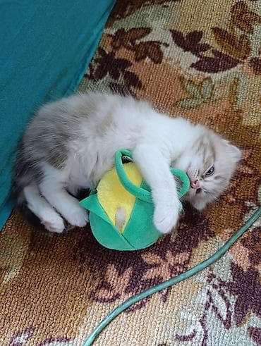 Скотиш Фолд (Шотландская вислоухая), 1 месяц, Девочка, Белый, Метис, Приучена к лотку — 2