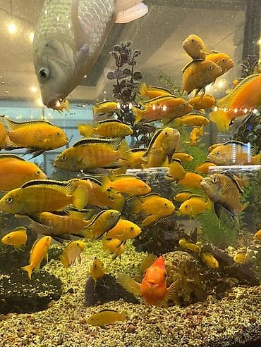 попуга: Аквариумные рыбы — яркие цихлиды (Malawi/Мбуна) и попугай-парарот — 7