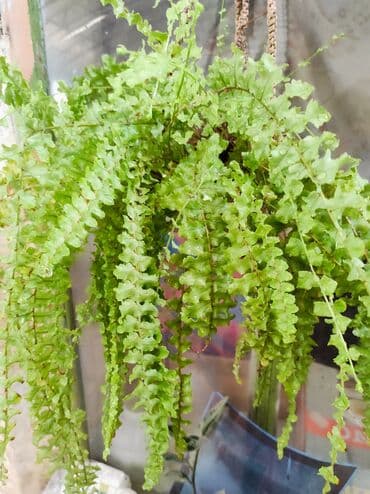 семена адениума купить: Көчөттөр гүлдүн: Флокстор — 28