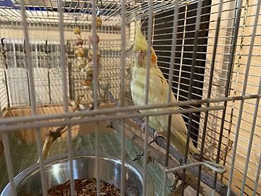 поставщики кормов для животных бишкек: Нимфа (корелла) светло-жёлтого окраса с хохолком и оранжевыми — 2