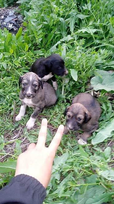 щенки фокстерьера: Тайган, 1 месяц, Самец — 4