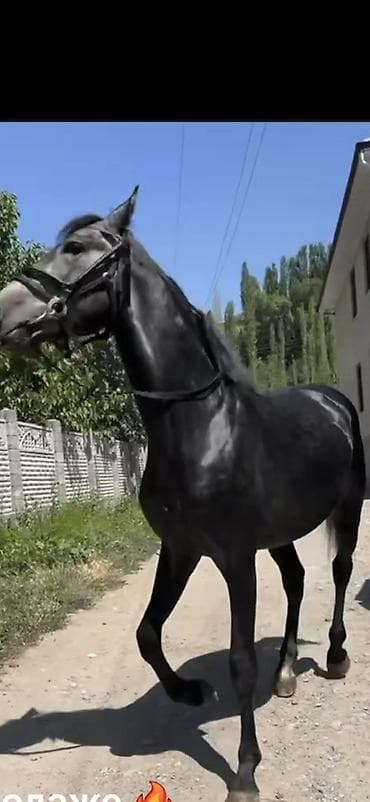 кошка золотая шиншила: Продаю | Жеребец | Для разведения | Племенные — 1