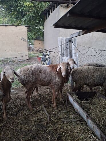 где можно купить молодых кур несушек: Продаю | Баран (самец) | Полукровка | На забой, Для разведения, Для шерсти | Осеменитель, Племенные — 2