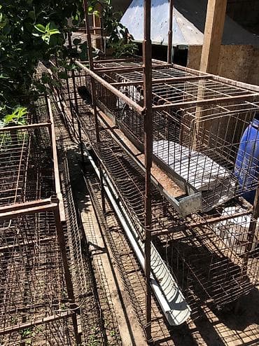 Үй жаныбарлары үчүн товарлар: Продаю клетки для несушек на 128 голов цена 15 тысяч в комплекте нету — 1