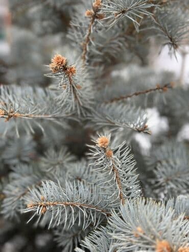 Кургаткычтар: Көчөттөр дарактардын: Карагайлар — 2