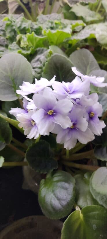 розы вьющиеся: Сортовые фиалкидетки,листовые черенки — 5