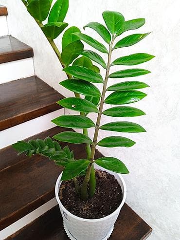 Комнатные растения в горшках: 1) Замиокулькас (долларовое дерево) -