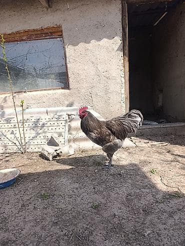 үй жаныбарлары: Сатам | Инкубацияланган жумурткалар | Көбөйтүү үчүн — 1