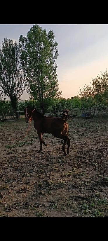 щегол птицы: Продаю | Конь (самец) | Конный спорт — 2