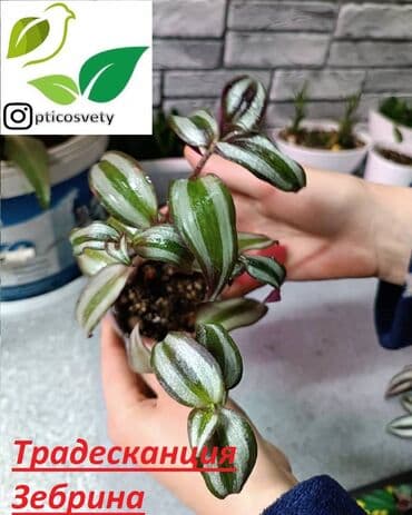полка для цветов с подсветкой: Продаю комнатные цветы в ассортименте — 3