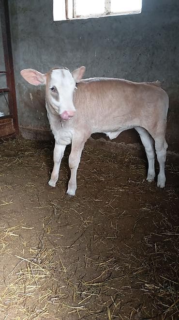 маточное молоко: Продаю | Корова (самка) | Для молока | Привязанные — 6