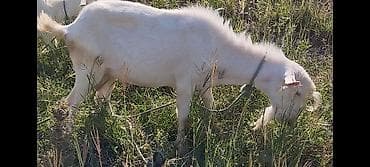 шотландская вислоухая кошка фото цена: Продаю | Козёл (самец) | Зааненская | Для разведения | Племенные, Осеменитель — 2