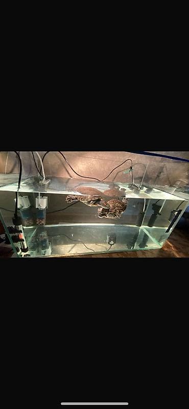 Красноухие водные. черепахи 🐢 Цена:500 сом за каждую Черепахи