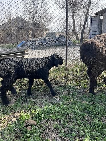 овцы романовский породы: Продаю | Овца (самка) | Для разведения | Матка — 6