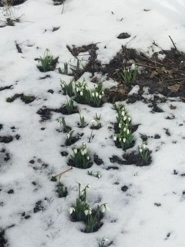 что подарить маме: Подснежники к Новому Году! — 4