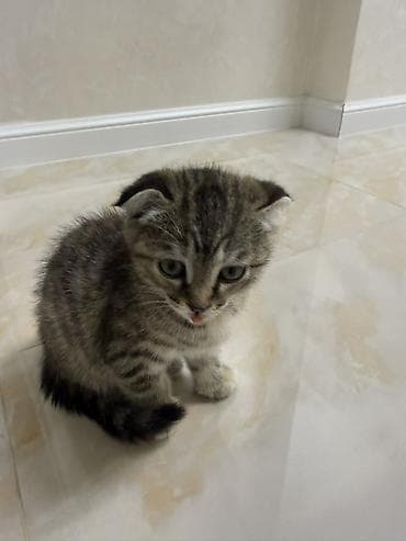 шотладский котенок: Шотландский котёнок вислоухий (Scottish Fold) - Окрас: тигровый — 1