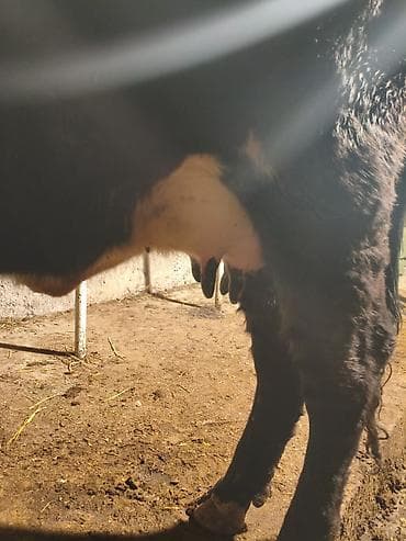 ат жаныбар: Сатам | Уй (ургаачы) | Сүт алуу үчүн | Байланган — 2