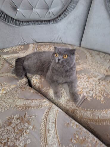 в связи с переездом отдам попугая жако в добрые руки: Шотландская вислоухая кошка (Scottish Fold) Девочка молодая,рожала 1 — 21