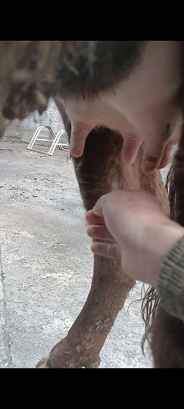 ящики для пчел: Продаю | Корова (самка) | Для молока | Привязанные — 3