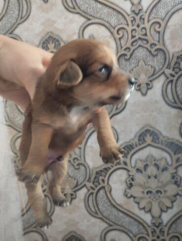 сколько стоит кролик домашний: Той-терьер, 1 месяц, Самец — 7