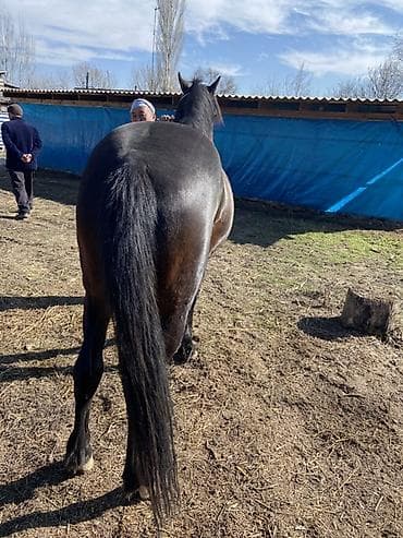 кой мал: Продаю | Конь (самец) | Рабочий, Конный спорт — 3