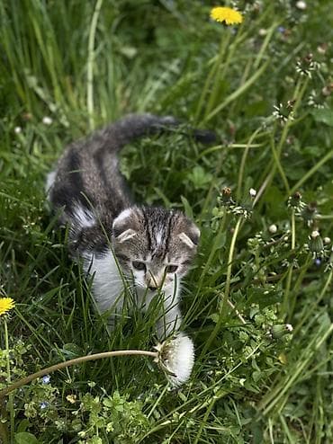 Үй жаныбарлары: Котята шотландской породы скоттиш фолд и скоттиш страйт Приучены к — 2