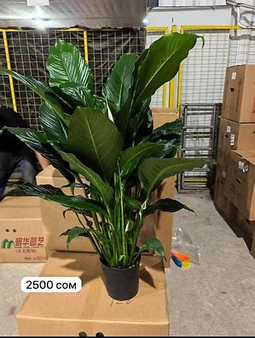 купить пальму: Комнатные растения в горшках. - Саговник (цикос/саго-пальма) — 7