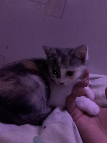 кошки сфинксы: Кошка даром: Беспородная, 2 месяца, Девочка, Приучена к лотку — 3