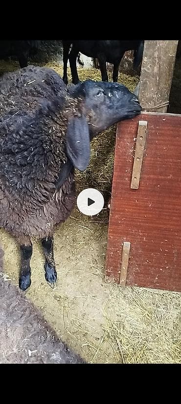 брама кохинхин цыплята: Продаю | Овца (самка) | Для разведения | Ярка — 1