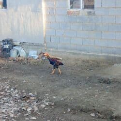 продажа домашних животных: Продаю | Петух — 5