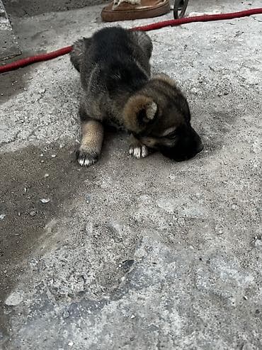 котята даром: Продается щенок алабай самец недорого(
Месяц) на фото мать и отец — 4