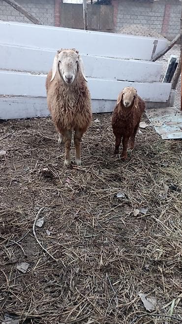 редкие питомцы: Другие животные — 1