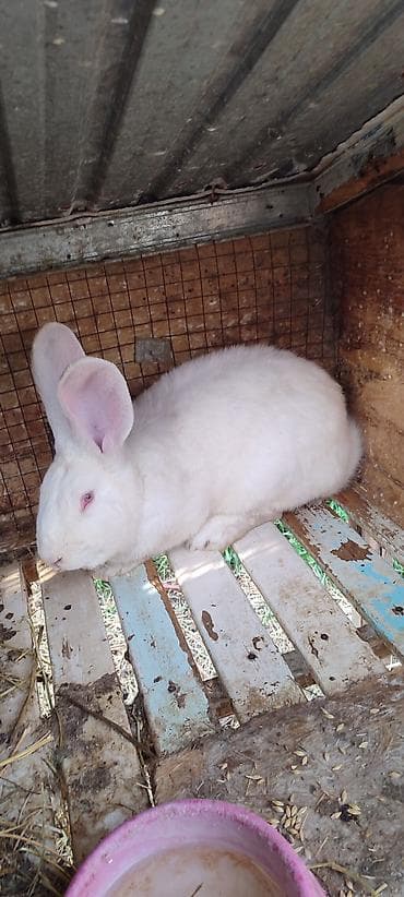 клетки: Продаю | Кролик самец | Фландр | Для разведения | Племенные — 1