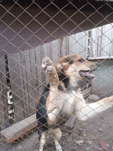 Вязка собак: Собака даром: 7 месяцев, Самка — 1