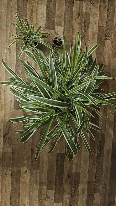 сингониум серый призрак цена: Дорого
Несколько штук разных размеров
Горшки глиняные
Хлорофитум — 4