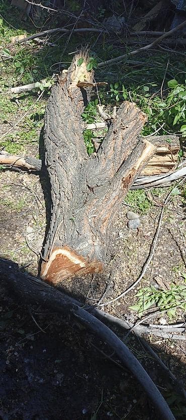 универсальный набор инструментов для дома: Профессиональная обрезка и спил деревьев альпинистом - Спил аварийных — 4