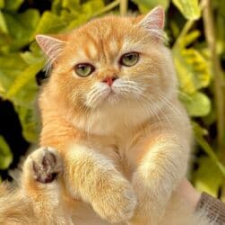 ящик для документов: ✨ БРИТАНСКИЕ КОТЯТА ЗОЛОТИСТОЙ ШИНШИЛЛЫ В ПОИСКАХ ДОМА! ✨ Наши малыши — 12