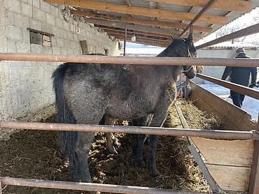 Продаю | Жеребенок | Полукровка | Рабочий at lalafo.kg Продаю | Жеребенок | Полукровка | Рабочий