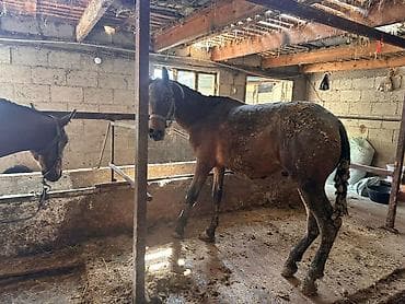 для лошади: Продаю | Конь (самец) | Для разведения | Племенные — 3