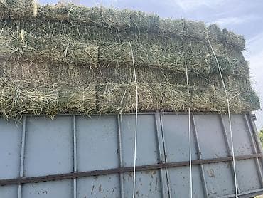 фазанья ферма: Беде сатылат 250доставка — 3