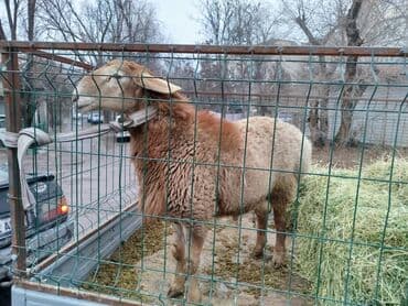 сколько стоит кролик домашний: Продаю | Баран (самец) | Арашан | Для разведения | Осеменитель — 3