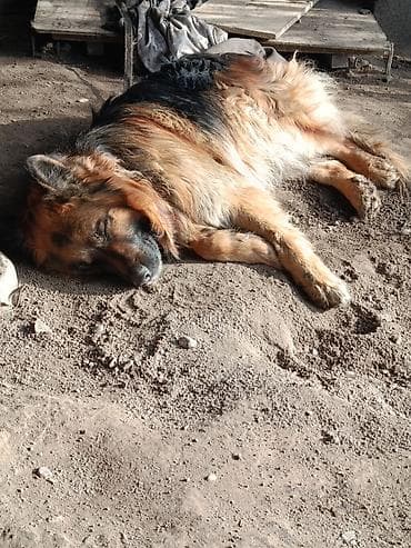 Немецкая овчарка, длинношёрстная. - Окрас: чёрно-рыжий, густая