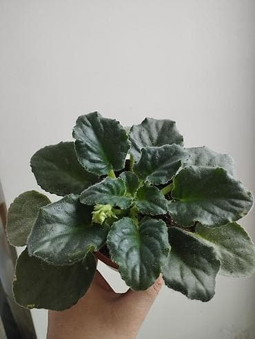 глоксинья: Продаю фиалки есть детки — 2