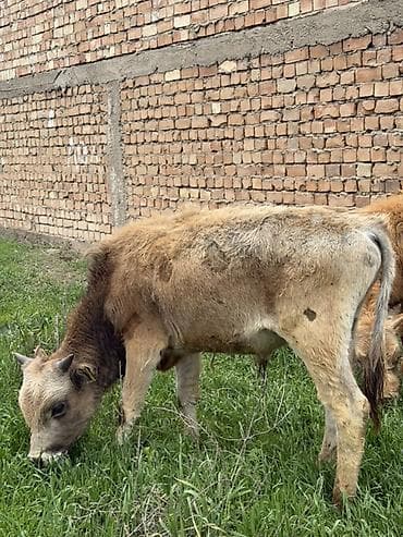 сена тук: Продаю | Музоо, торпок | Полукровка | На откорм — 3